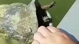 王八救援行动，这鲶鱼的嘴也太大了吧