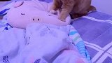 猫：我得多学学按摩手法，把主人给伺候好了！