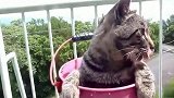 天气太热，喵星人来了个露天泡澡，这生活好惬意