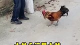 公鸡欺负大爷，大爷教它做事