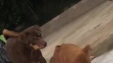 狗子打喷嚏不止，大狗一招制敌