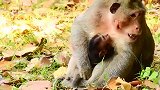 小猴子宝宝非常喜欢猴王，依偎在猴王怀里