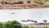 河马围观鳄鱼捕杀角马，出手救角马，难道河马想截胡