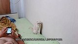 猫咪以为自己是人，常做出反常举动，把主人都吓到了