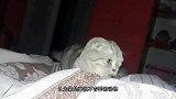 猫咪以为自己是人，常做出反常举动，把主人都吓到了