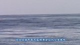 独角鲸是如何捕食的和你想象中完全不同，看完涨知识了
