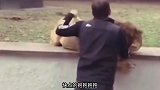 草原之王名头不小，就是太粘人