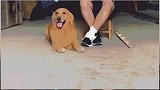 主人腿受伤后，家里的金毛脑子也不正常了，天天模仿他
