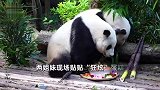 大熊猫“和花”“和叶”迎4岁生日，粉丝通宵排队，凌晨5点入口处人山人海