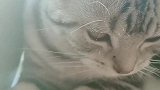 猫：铲屎的还有草没，这草都让我吃完了！