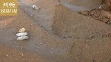 蛏子是这样挖出来的，海边姑娘带你赶海