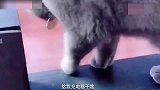 这猫比我都财迷，看见钱也知道往回扒拉，真的太精明了
