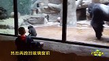 男童与猩猩相互模仿近一个小时，还跳了奇怪的舞蹈