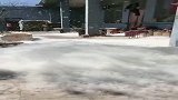 这么多柳絮，跟下大雪一样，这该咋办？