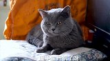 铲屎官家的猫怕冷，它是这样取暖的
