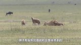 被鬣狗疯狂掏肛后，雄狮疯狂复仇，将鬣狗活活咬死示众
