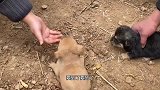 狗妈妈被狗贩子偷走，小奶狗冻得瑟瑟发抖，嗷嗷待哺的样子看哭了