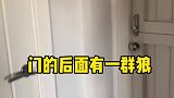 打开门一屋子的狼，果然刻在基因里面的东西是很难改变的