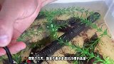 加热棒退役，添加一个水泵制造水流，果核蛋龟能顶住水流压力吗？