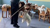文明养犬从我做起