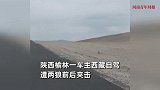 车主西藏自驾遭两狼前后夹击，围车低吼僵持数分钟，男子语出惊人