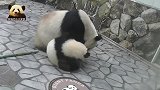 上班时间的熊猫宝宝乖乖卖萌，在地上打滚儿求关注，可惜被无视