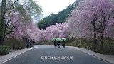 樱花作为日本的国花，到底有多受喜爱看到那一幕就明白了