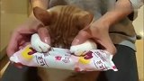 小猫咪贪玩把手手烫到了，主人帮它冰服，一脸的委屈好可怜