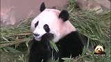 大脸熊猫桃浜慢条斯理地品尝竹叶的味道，淑女模样超可爱