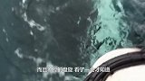 虎鲸猎捕海獭，渔民呼喊海獭上船避难，海獭一直寻找自己的宝宝