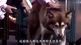 全球最土豪的狗，坐拥24.73亿元财产，仆人无数豪车接送！
