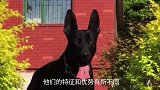狼青犬和黑狼犬有什么关系？