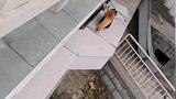 高校惊现小熊猫，暖心小姐姐还想抱回家