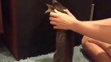 主人两只手拿着猫咪，它不停地挣扎着，可别掉下去了啊！