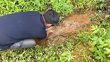 一场大雨，水沟里全是泥鳅，3兄弟抓的太开心，直接用衣服兜回家