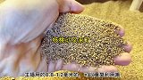 核桃沙好不好用，要看用过的人的感受
