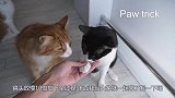猫真的摔不死？难道它真有9条命？镜头放慢10倍拍下全过程