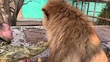 狮子心情不好，管理员安慰狮子无效，狮子简直跟生气的女朋友一样