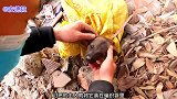 狗狗不听话就扔掉，现在的人养狗都这么不负责任吗，太可恨了