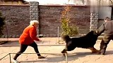 藏獒遇上野狼,验证一獒顶千狼的说法!太激烈了!