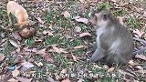 黄喉貂捕食猴子，猴子毫无还手的能力，镜头拍下全过程