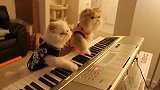 天生好天赋 会弹电子琴的猫咪