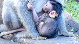 惊喜新刚出生小猴子很漂亮！最漂亮的新生猴子了