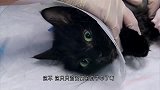 猫咪爪子中毒太深，医生拿来了水蛭，仅仅25分钟，毒就解了！