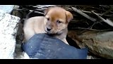 没妈的流浪小奶狗以为躲在里面就安全了，太天真啦