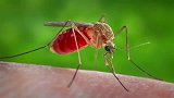 你知道蚊子是怎样吸血的吗？