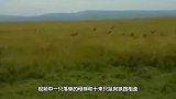 鬣狗群掏肛落单母狮，眼看就要被活吃，下一秒意外突然出现