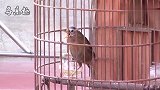 听到母画眉鸟叫声，正在换毛的画眉鸟也大叫起来，叫声清脆响亮