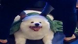好好的一只萨摩，愣是养成了大白熊，可爱到爆炸