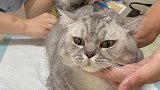 震惊！第一次看到小猫咪这么爱吃辣椒！天猫正当红宠物图鉴耐威克